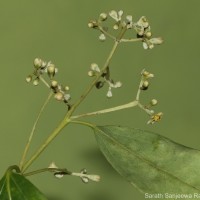 Cinnamomum citriodorum Thwaites